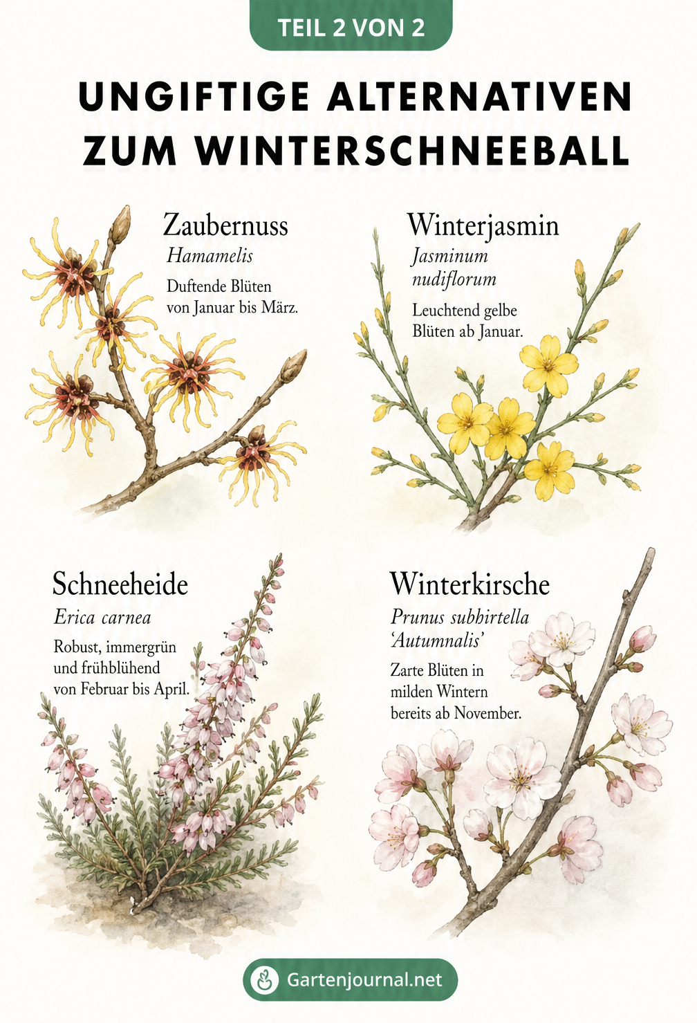 Illustration von vier ungiftigen winterblühenden Sträuchern: Zaubernuss, Winterjasmin, Schneeheide und Winterkirsche