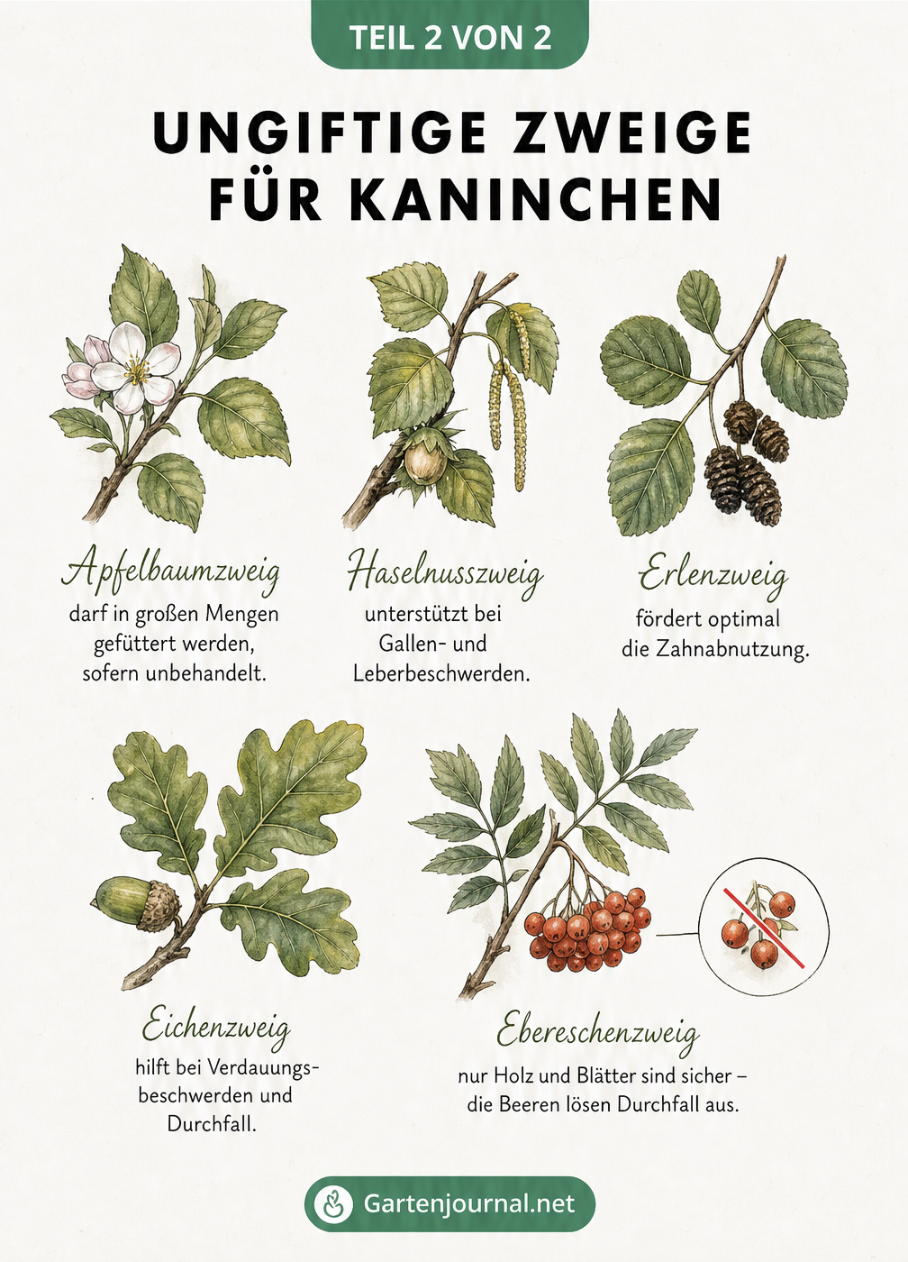 Zeichnung von fünf unbedenklichen Zweigen für Kaninchen: Apfelbaum, Haselnuss, Erle, Eiche und Eberesche mit ihren jeweiligen Eigenschaften.
