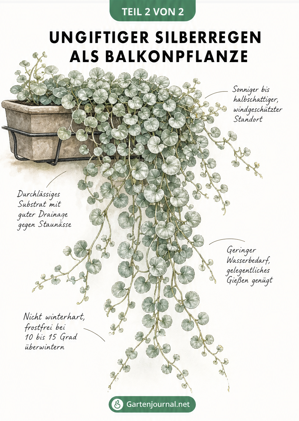 Aquarell-Illustration der Dichondra argentea im Balkonkasten mit Pflegetipps
