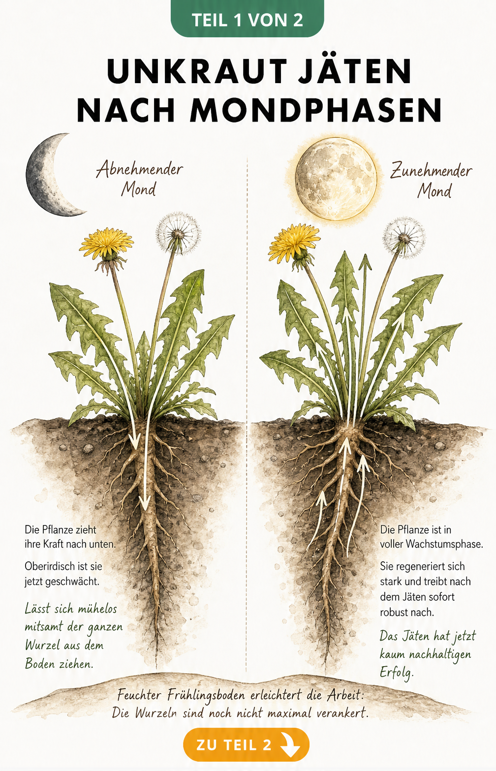 Illustration eines Gartenbodens mit Löwenzahn bei abnehmendem und zunehmendem Mond im Vergleich