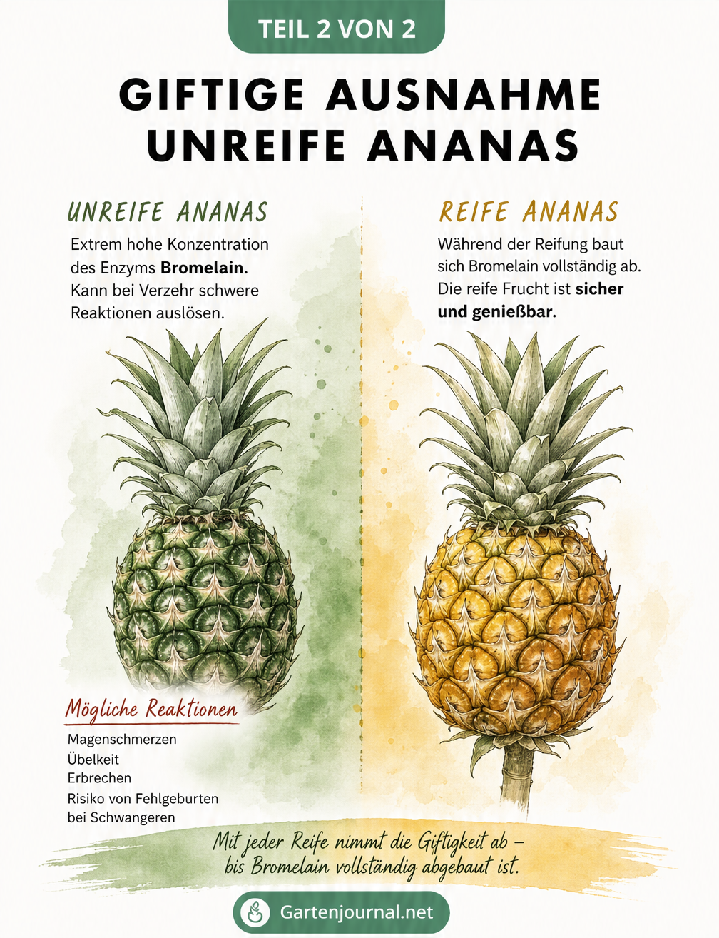 Gegenüberstellung einer unreifen grünen und einer reifen gelben Ananas, die den Abbau von Giftstoffen während der Reifung zeigt.