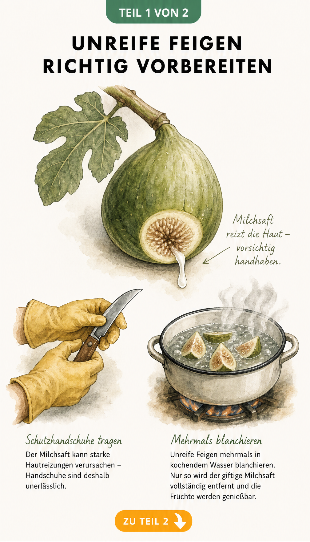 Botanische Skizze einer unreifen Feige mit austretendem Milchsaft, Gummihandschuhen und einem Emaille-Topf zum Blanchieren.