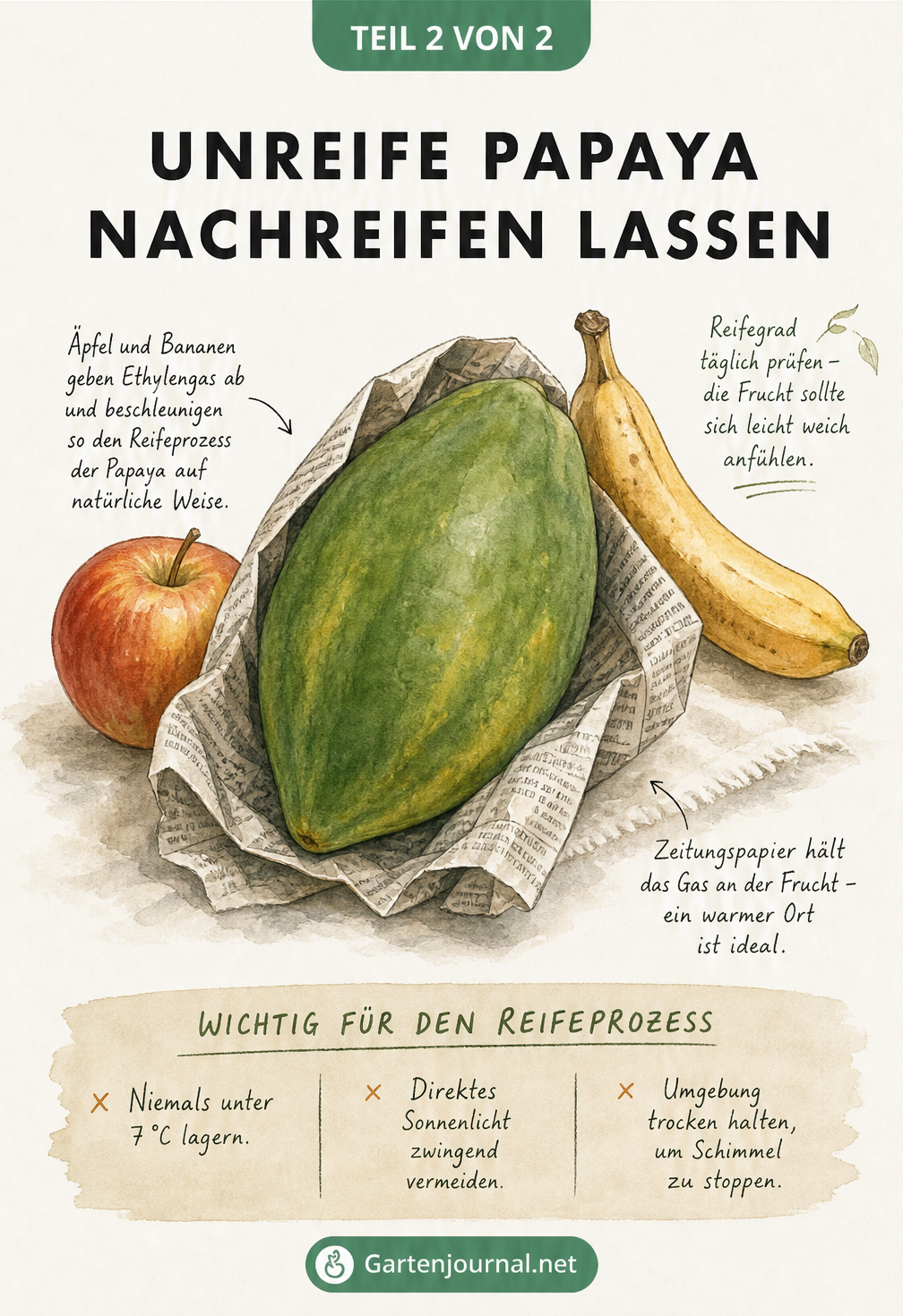 Illustration zum Nachreifen einer unreifen Papaya mit Apfel und Banane in Zeitungspapier bei warmen Temperaturen