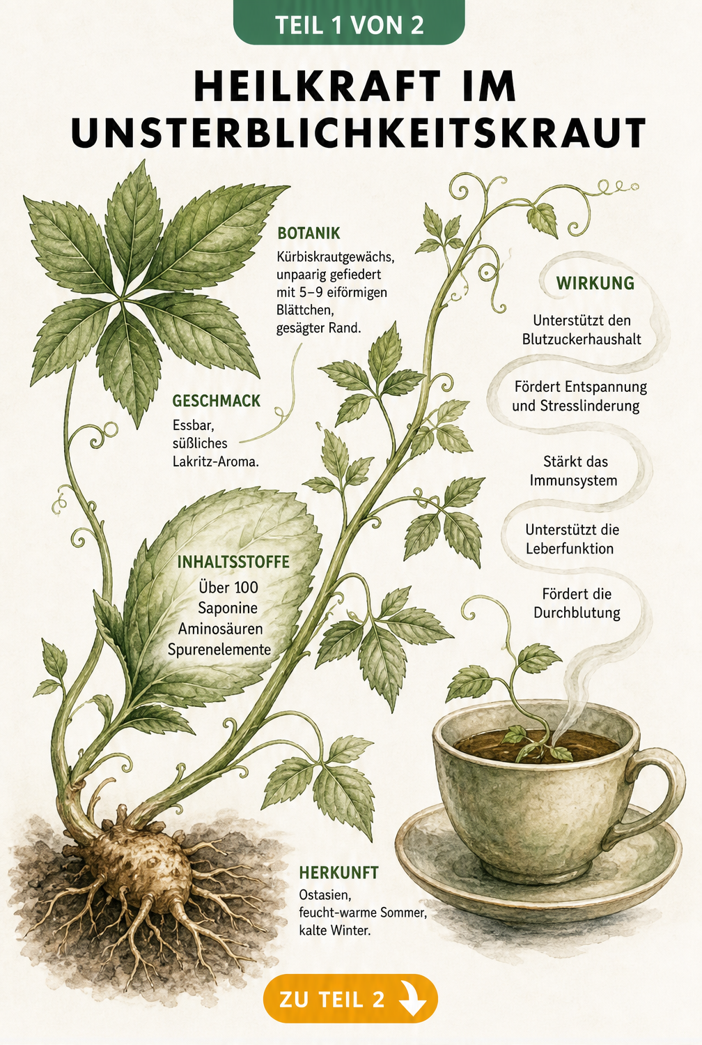 Botanische Illustration des Unsterblichkeitskrauts mit Blättern, Wurzelknolle und medizinischen Wirkungen wie Blutzuckersenkung und Stresslinderung.