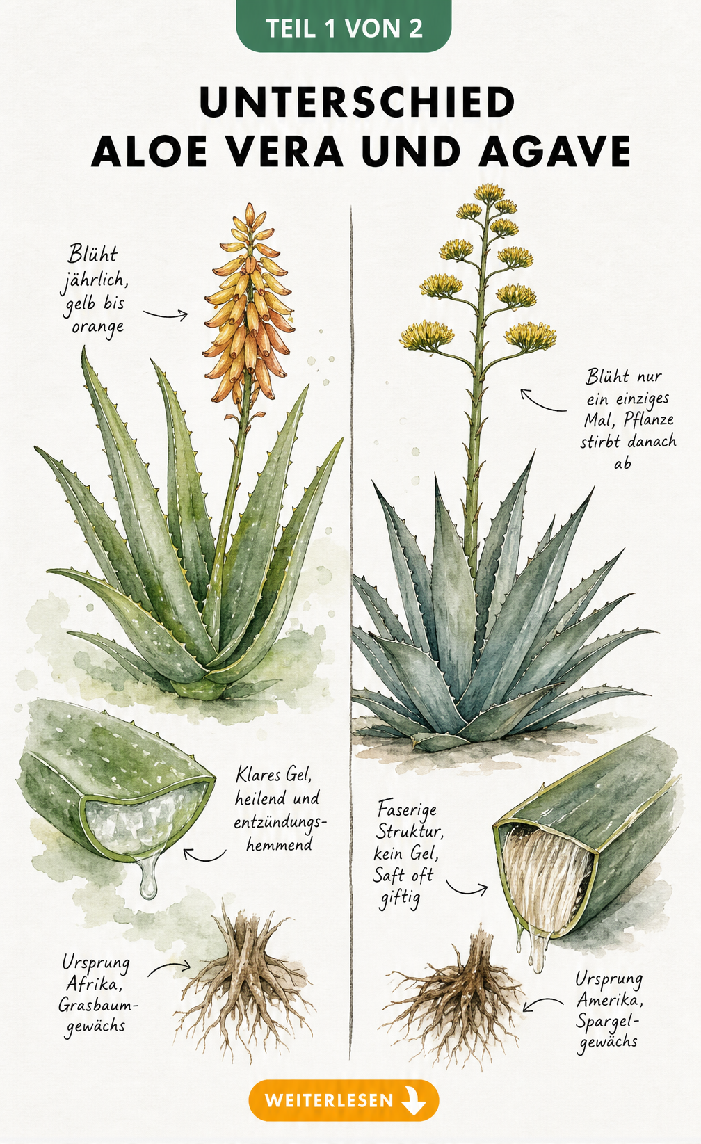 Botanische Illustration: Unterschied zwischen Aloe Vera und Agave mit Details zu Blüte und Blatt