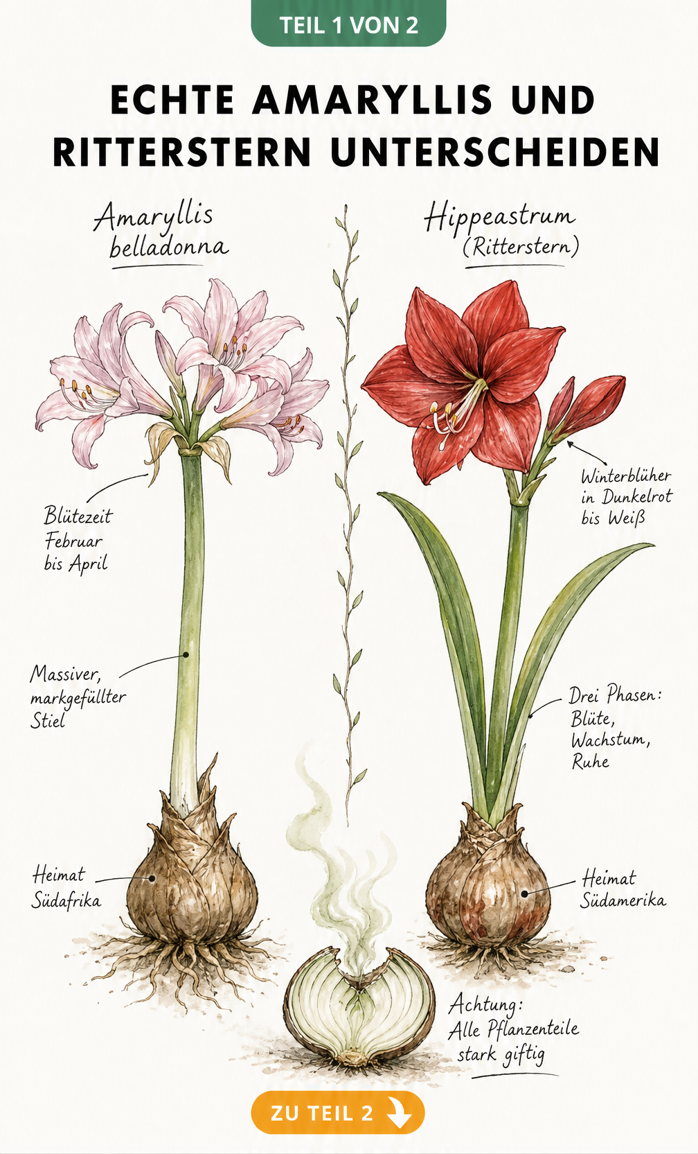 Botanische Illustration von Echter Amaryllis und Ritterstern mit Beschriftungen zu Unterschieden bei Stiel, Blütezeit und Herkunft