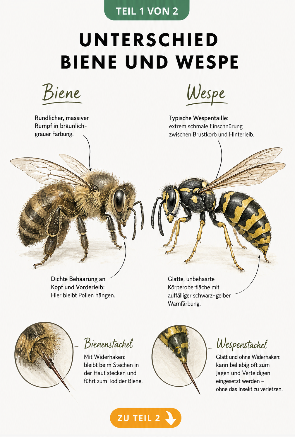 Detaillierte Illustration einer Biene und einer Wespe mit Beschriftungen zu Körperbau, Behaarung und Stachel