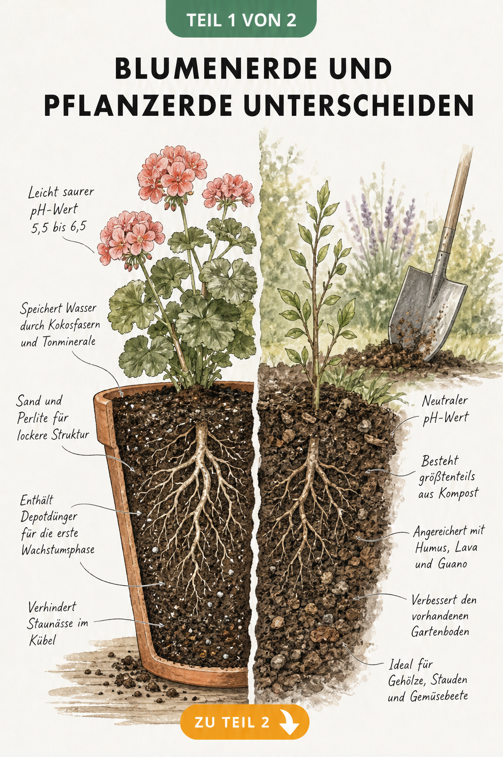 Illustration im Vintage-Stil, die den Unterschied zwischen Blumenerde im Topf und Pflanzerde im Beet zeigt