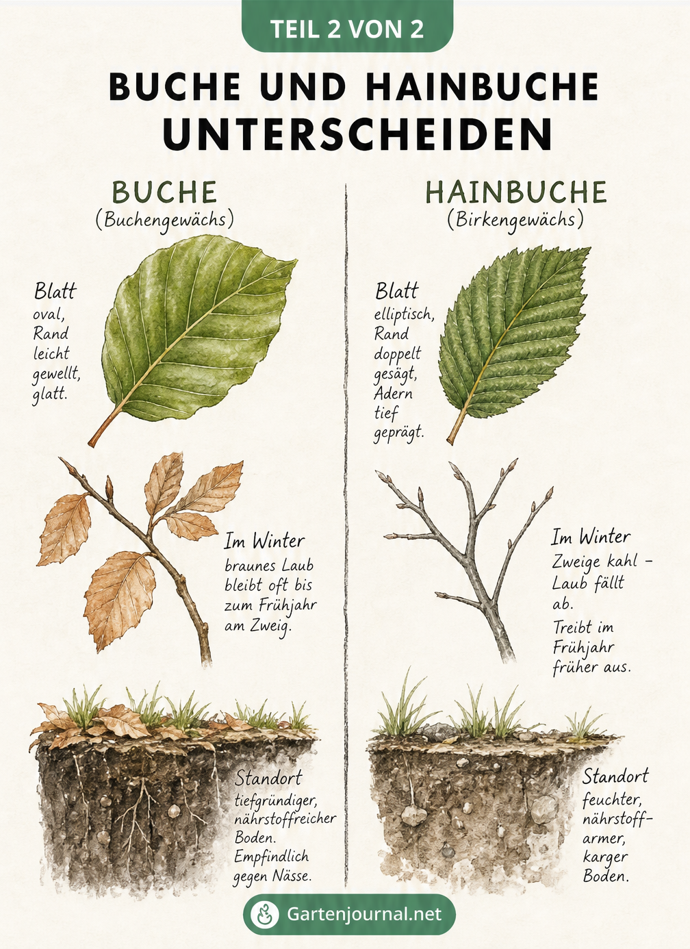 Gegenüberstellung von Buche und Hainbuche mit Fokus auf Blätter, Winteraspekt und Bodenansprüche