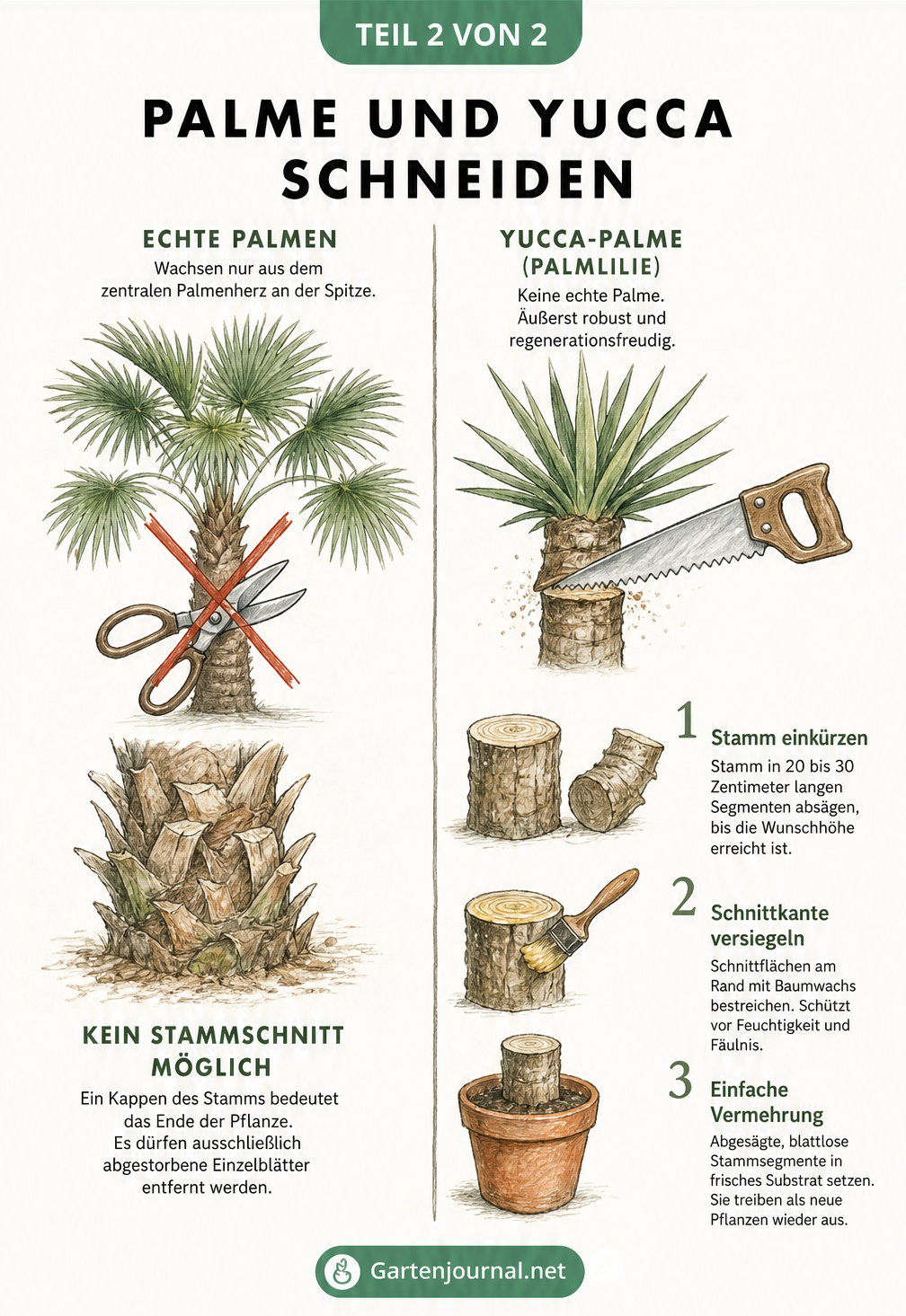 Gegenüberstellung von echter Palme und Yucca-Palme beim Rückschnitt