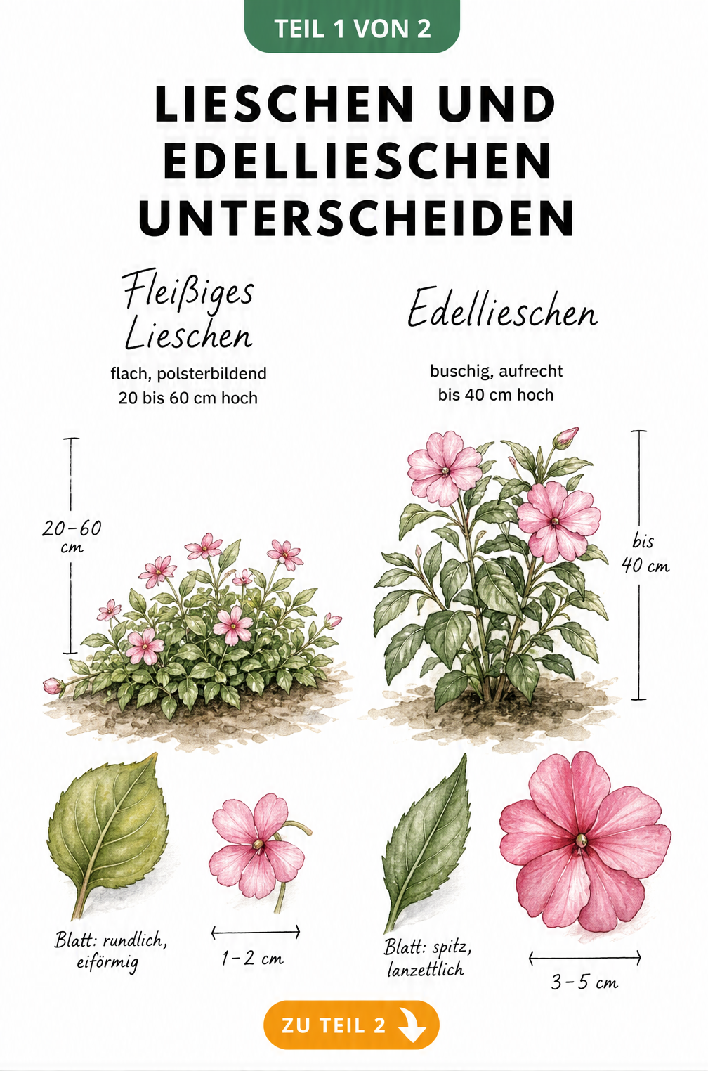 Botanische Illustration zeigt die Unterschiede zwischen Fleißigem Lieschen und Edellieschen bei Wuchs, Blättern und Blüten