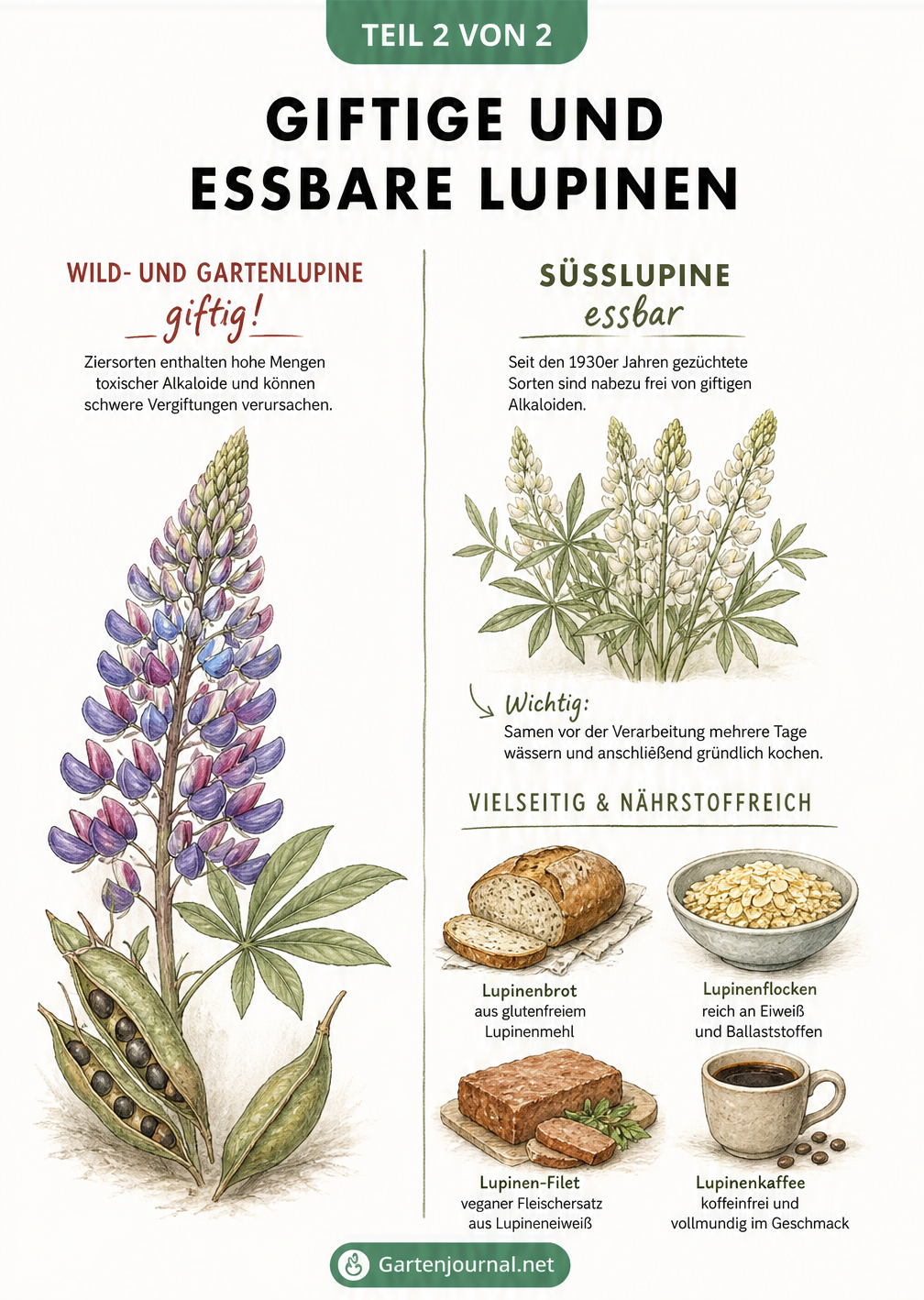 Vergleich zwischen giftiger Gartenlupine und essbarer Süßlupine mit Beispielen für Lupinenprodukte wie Brot und Fleischersatz.