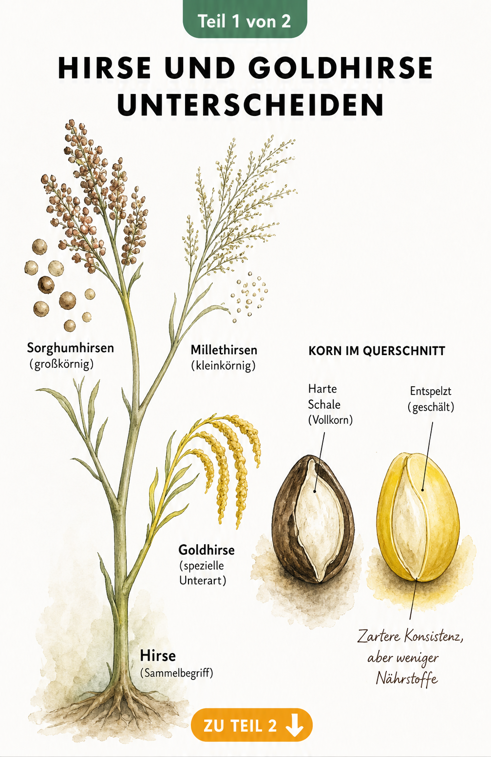 Botanische Skizze, die den Unterschied zwischen Hirse als Sammelbegriff, Sorghumhirsen, Millethirsen und der Unterart Goldhirse zeigt, sowie den Querschnitt...