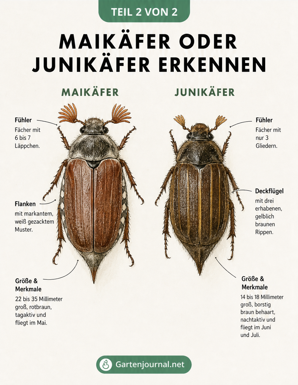 Detaillierter anatomischer Vergleich zwischen Maikäfer und Junikäfer