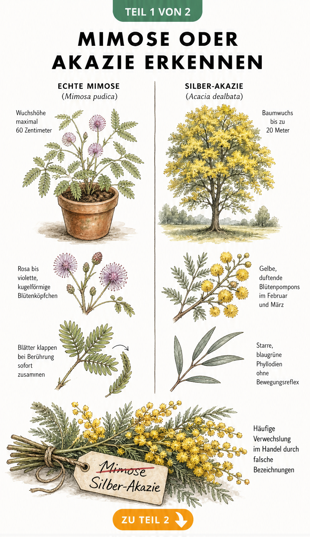 Botanische Illustration der Echten Mimose und Silber-Akazie im Vergleich mit Größenangaben und Blüten