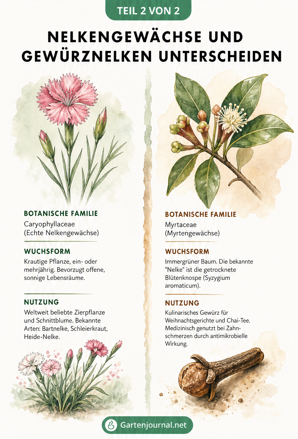 Vergleich zwischen einer Gartennelke und einem Zweig des Gewürznelkenbaums mit getrockneter Knospe