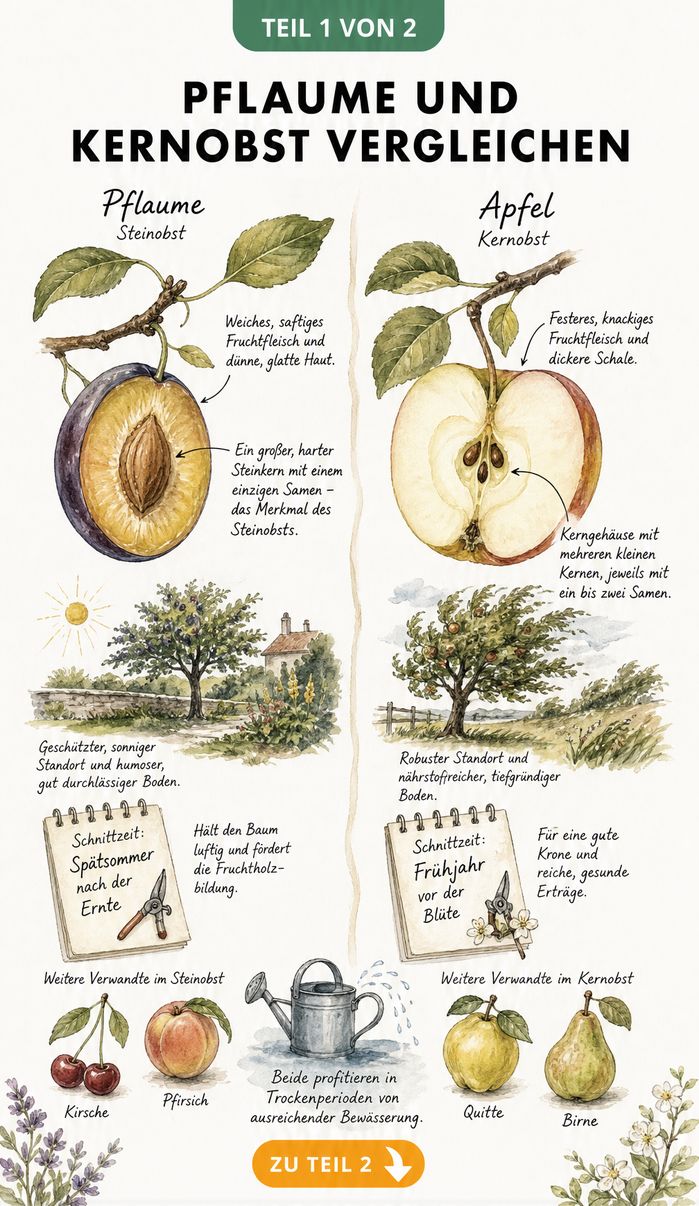 Botanische Lehrtafel vergleicht Pflaume als Steinobst mit Apfel als Kernobst