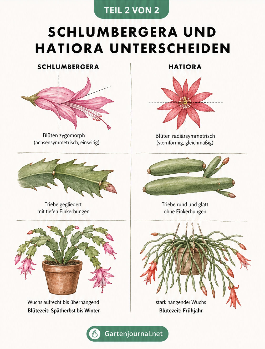 Gegenüberstellung der Merkmale von Schlumbergera und Hatiora bei Blütenform, Trieben und Wuchs