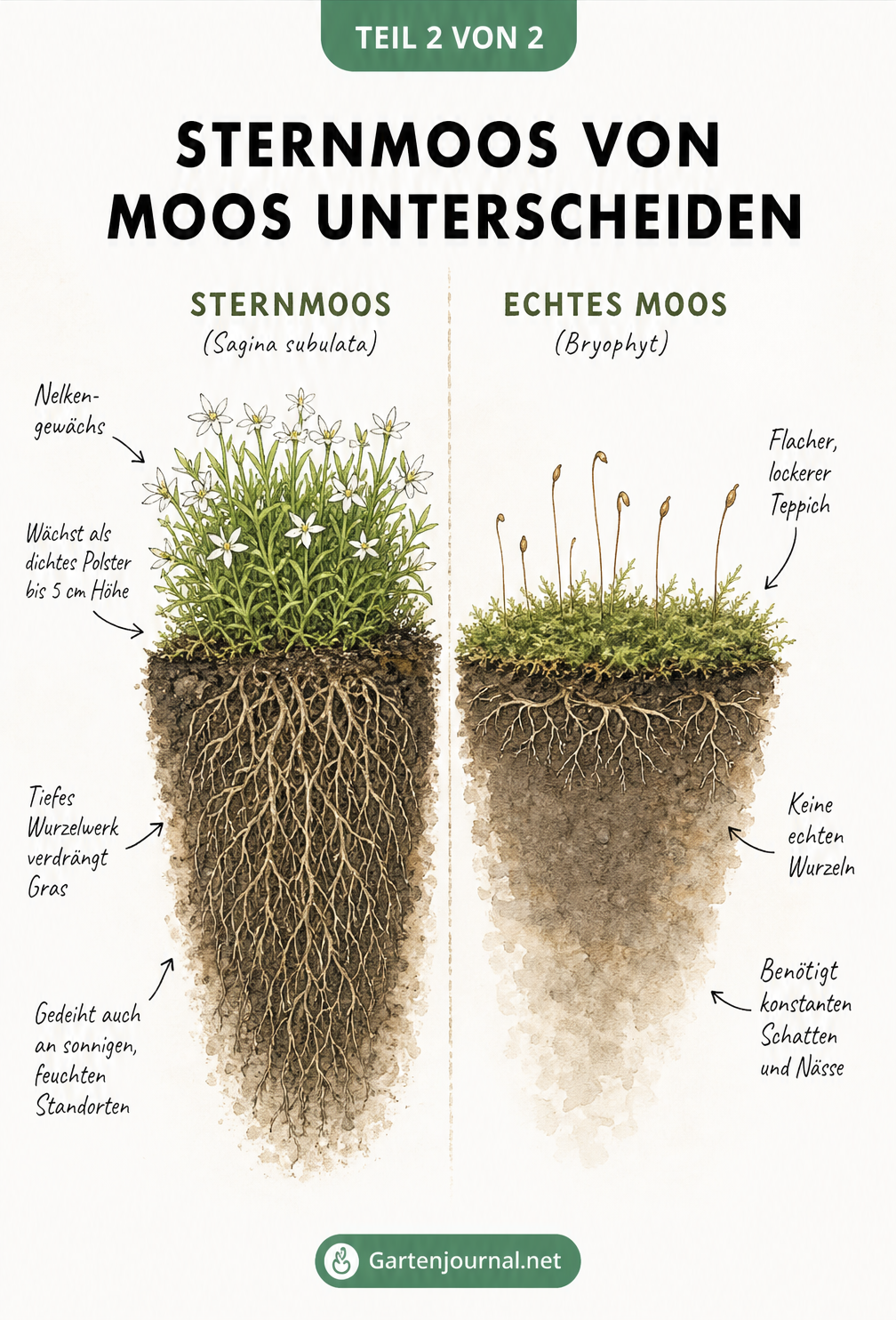 Botanischer Vergleich zwischen Sternmoos mit weißen Blüten und tiefen Wurzeln sowie echtem Moos mit Sporenkapseln und flachen Haftfäden.