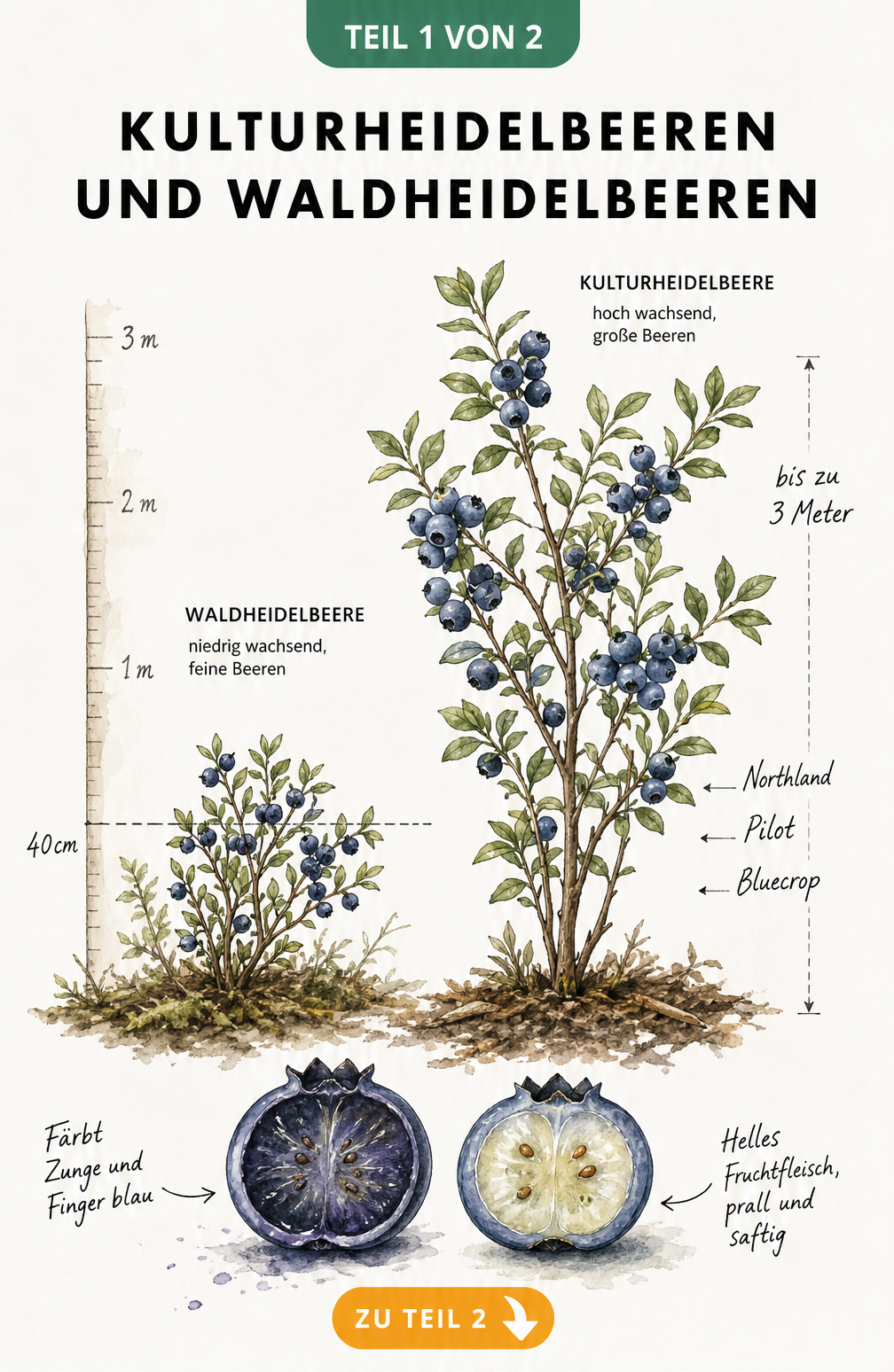 Botanische Illustration vergleicht Waldheidelbeere und Kulturheidelbeere mit Größenunterschied und aufgeschnittenen Beeren