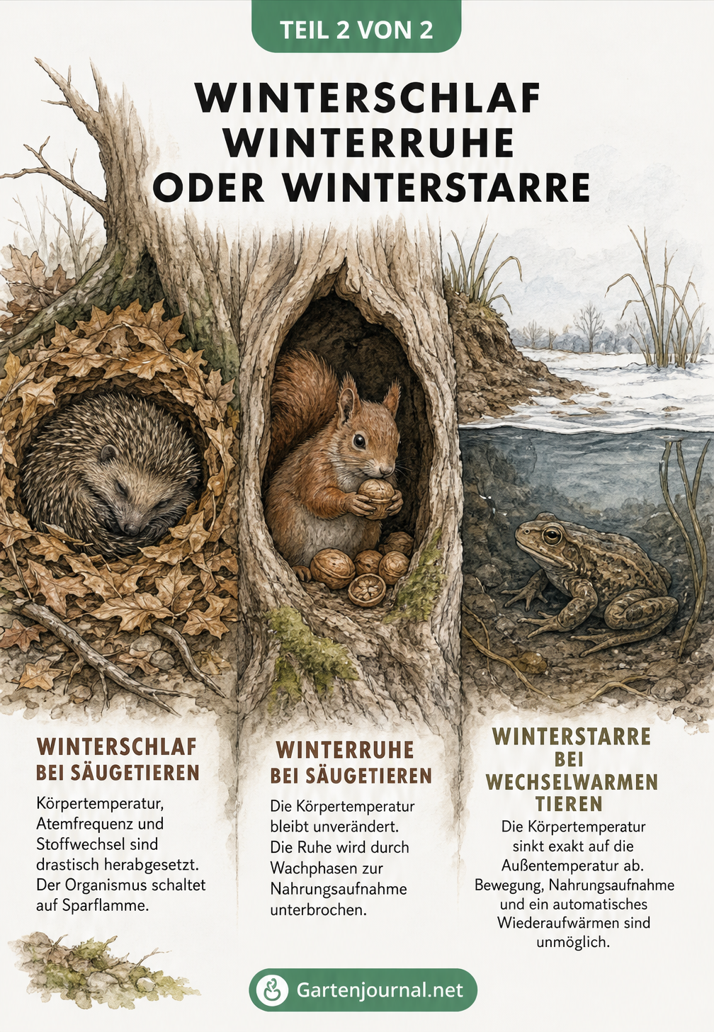 Drei gezeichnete Vignetten mit Igel, Eichhörnchen und Frosch, die die Unterschiede zwischen Winterschlaf, Winterruhe und Winterstarre erklären
