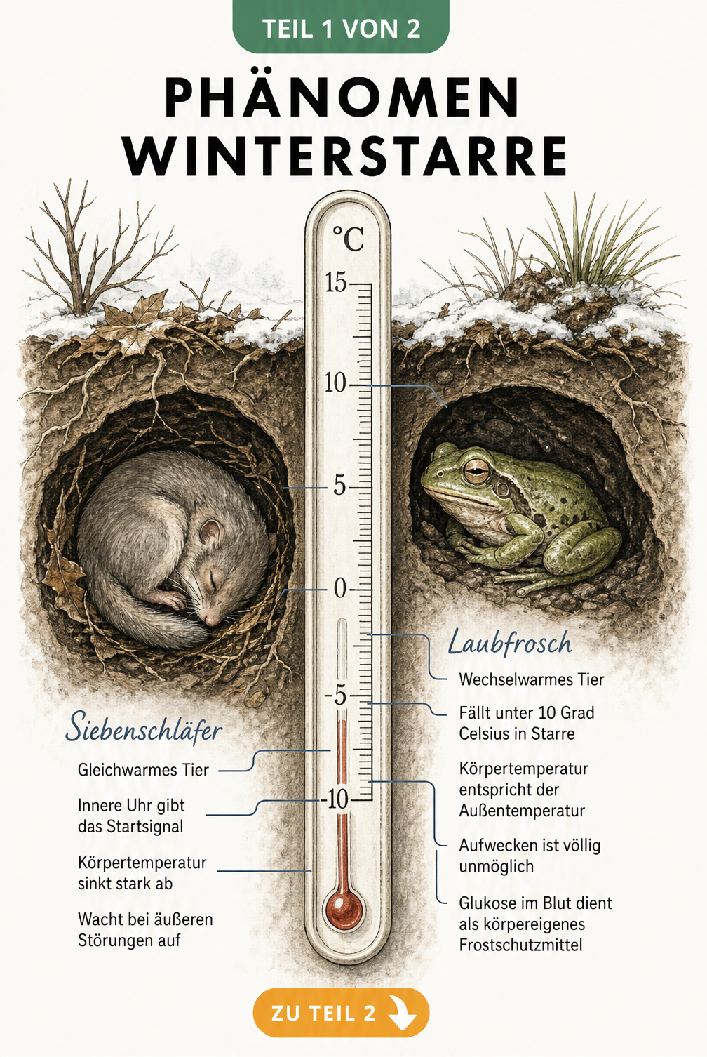 Illustration eines Thermometers mit Siebenschläfer und Laubfrosch, die die Unterschiede zwischen gleichwarmen und wechselwarmen Tieren in der Winterstarre...