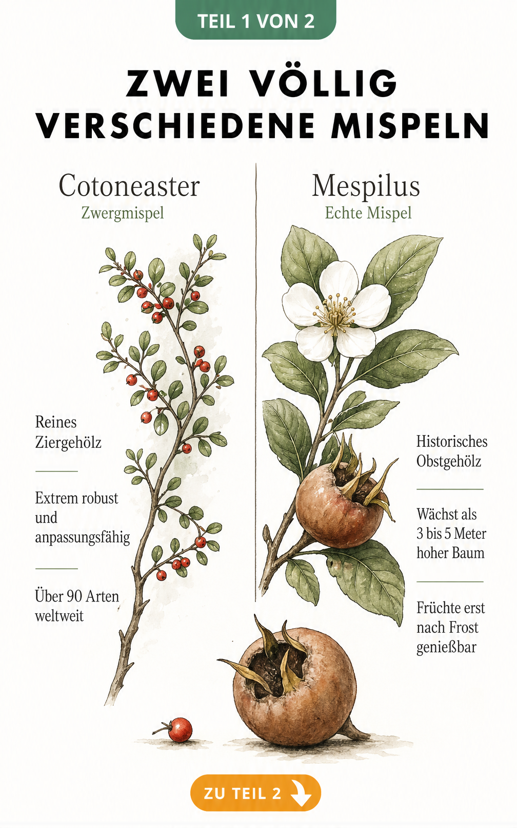 Botanische Illustration der Zwergmispel Cotoneaster und der Echten Mispel Mespilus im Vergleich