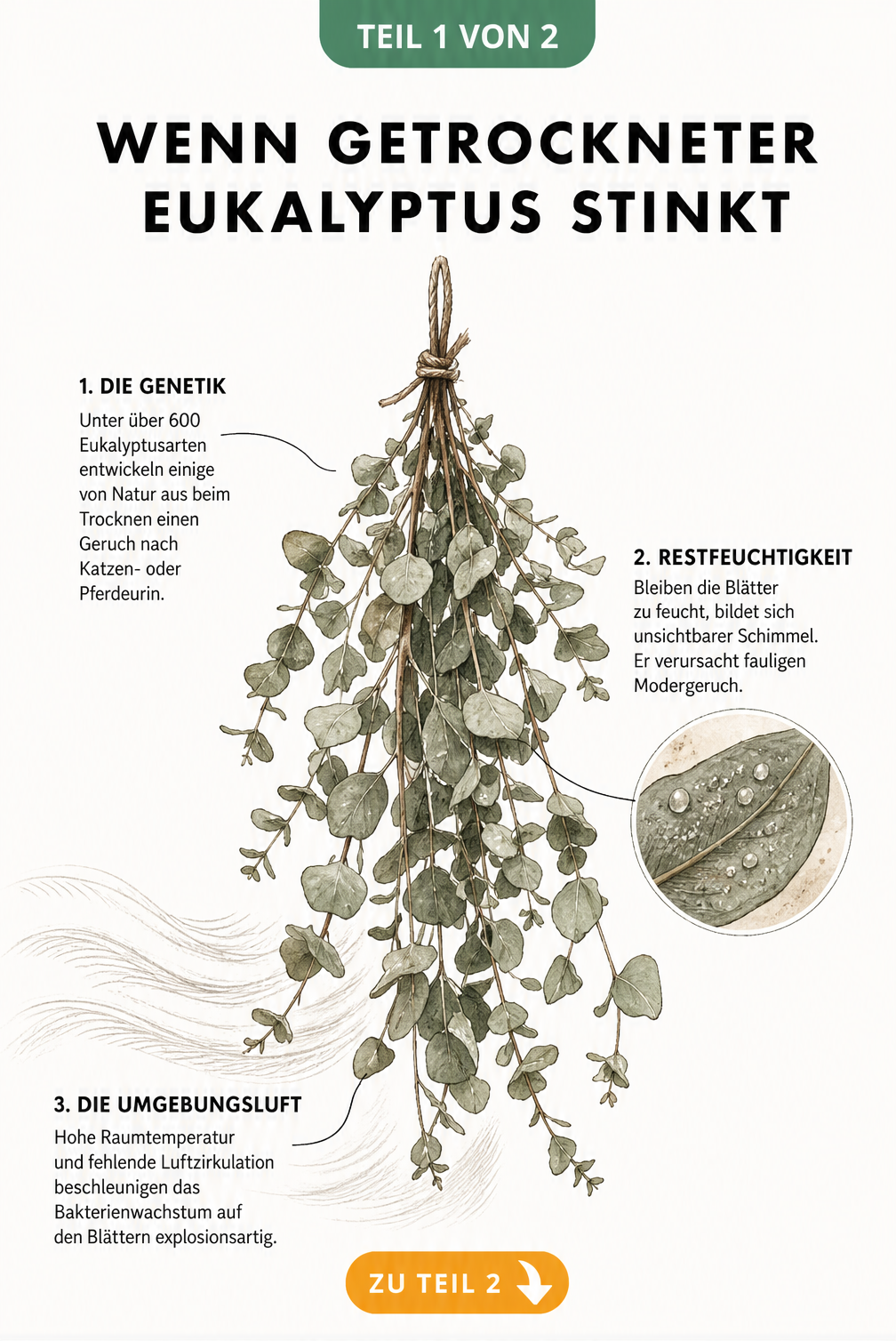 Botanische Illustration eines Eukalyptuszweigs mit Erklärungen zu Ursachen für unangenehmen Geruch wie Genetik, Restfeuchtigkeit und Raumklima