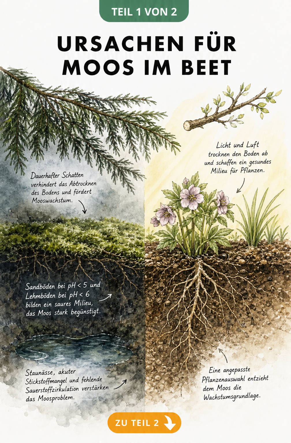 Querschnitt durch ein Gartenbeet, der die Ursachen für Moosbildung wie Schatten, verdichteten Boden und Staunässe im Vergleich zu einem gesunden Beet zeigt.