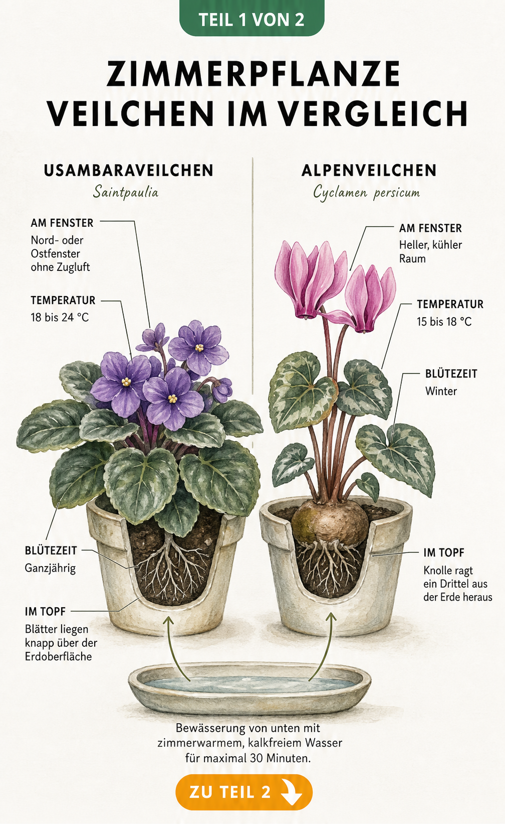 Botanische Illustration: Vergleich von Usambaraveilchen und Alpenveilchen mit Pflegehinweisen zu Standort, Temperatur und Bewässerung