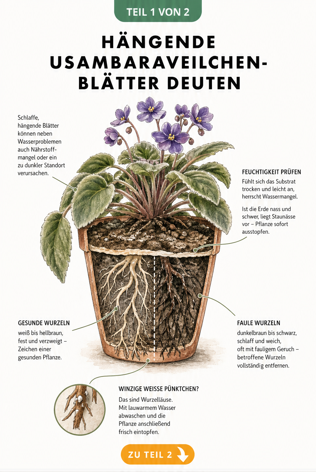 Querschnitt eines Usambaraveilchens im Topf mit hängenden Blättern, der Ursachen wie Staunässe, Wurzelfäule und Schädlinge zeigt.