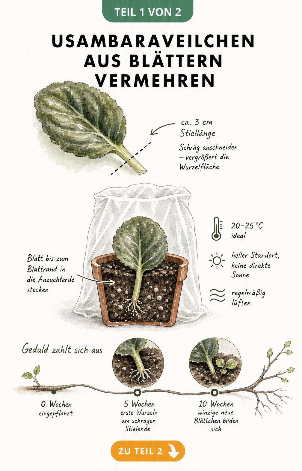 Illustration eines Usambaraveilchen-Blattes mit schrägem Anschnitt und einem Pflanztöpfchen mit Anzuchterde unter einer Plastiktüte