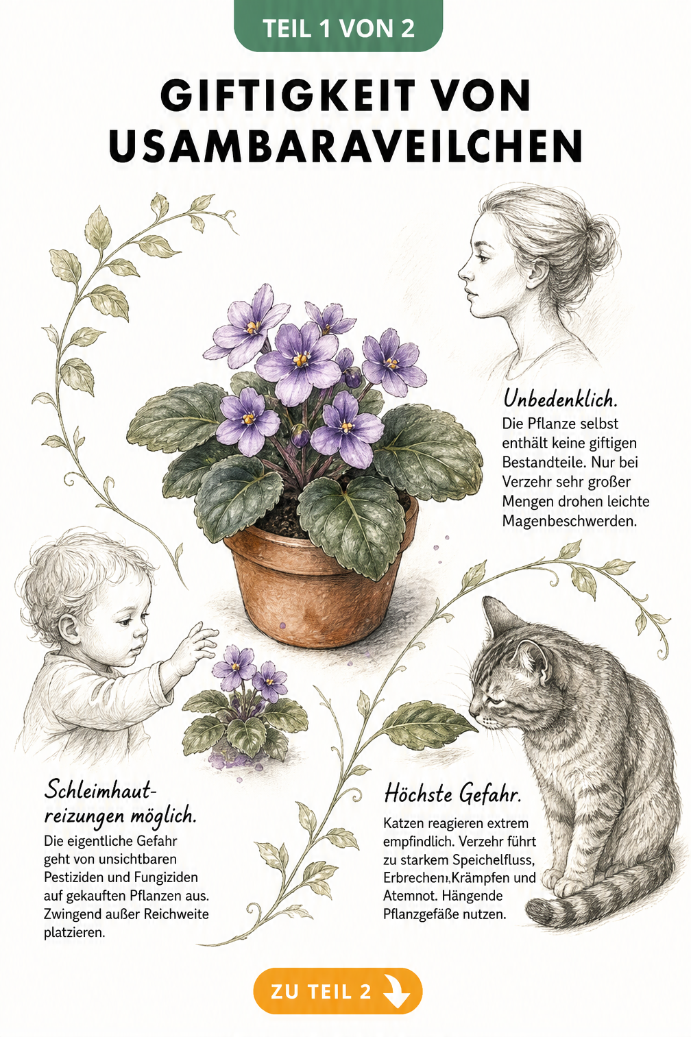 Botanische Illustration eines Usambaraveilchens mit Hinweisen zur Giftigkeit für Erwachsene, Kinder und Katzen