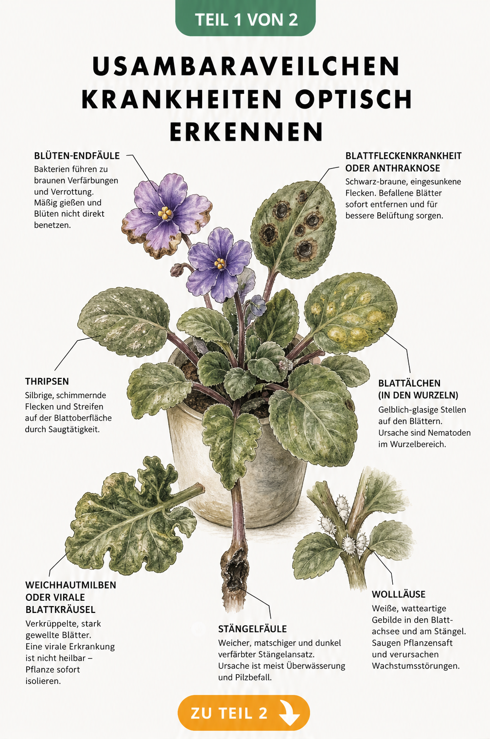 Botanische Illustration eines Usambaraveilchens mit typischen Krankheitssymptomen wie Blattflecken, Stängelfäule und Wollläusen