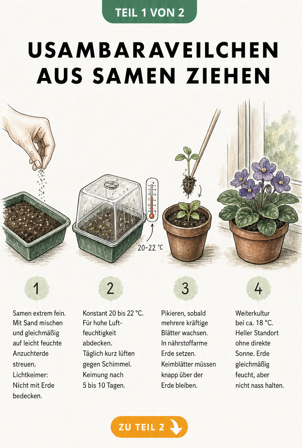 Vier handgezeichnete Skizzen zeigen die Aussaat, Keimung, das Pikieren und die Weiterkultur von Usambaraveilchen aus Samen.