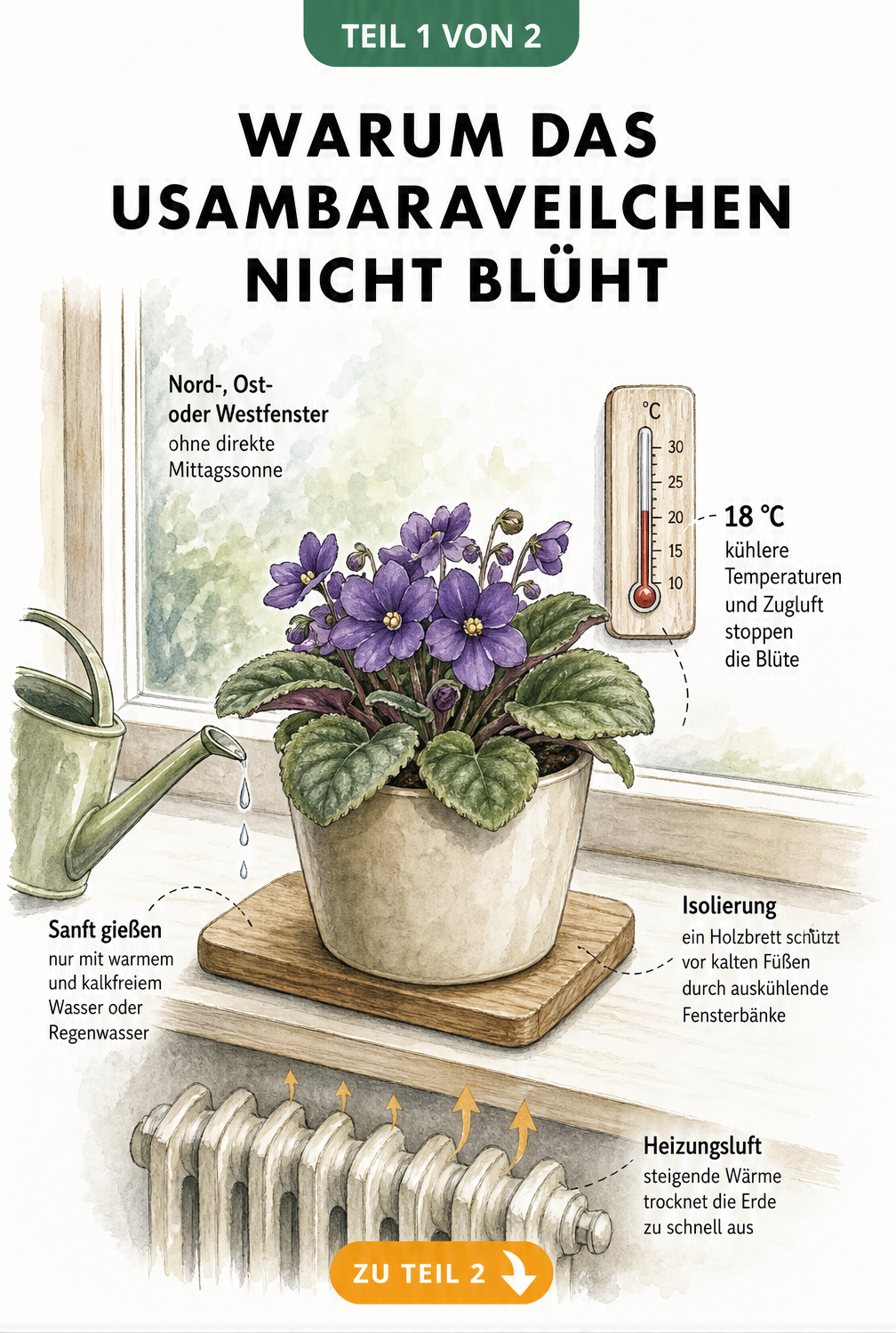 Illustration eines Usambaraveilchens auf dem Fensterbrett mit Hinweisen zu Temperatur, Licht und Gießen