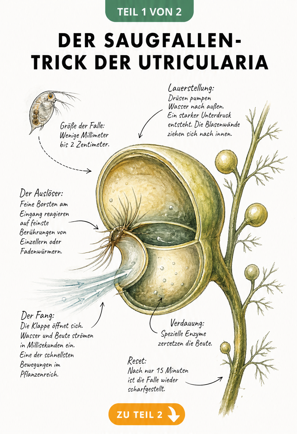 Querschnitt einer Fangblase der Utricularia mit Wasserfloh und Erklärung des Saugfallen-Mechanismus