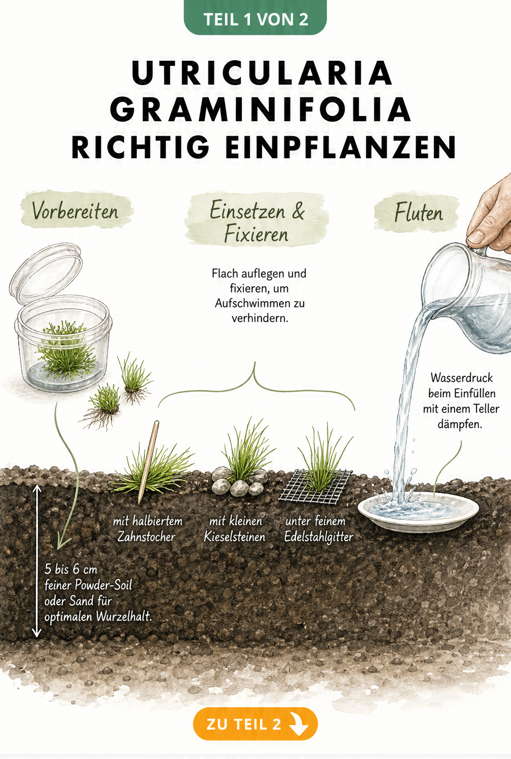 Schnittzeichnung eines Aquarium-Bodens, die das Vorbereiten, Einsetzen und Fluten von Utricularia graminifolia zeigt