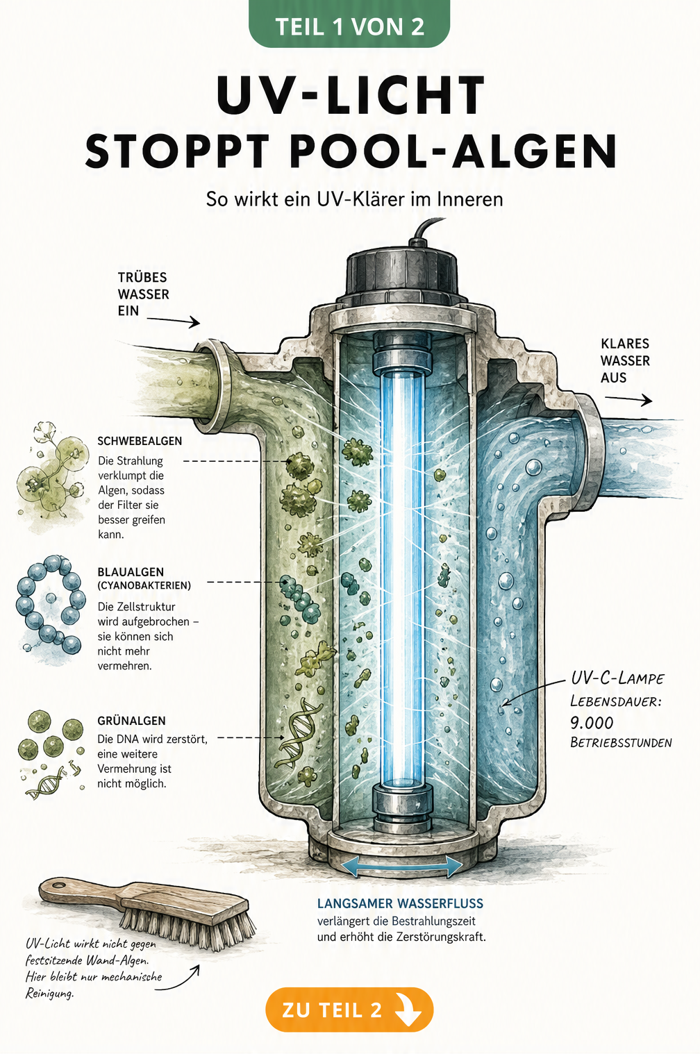 Schnittgrafik eines UV-Klärers im Pool, die zeigt, wie UV-C-Licht Schwebealgen, Blaualgen und Grünalgen im Wasserstrom zerstört.