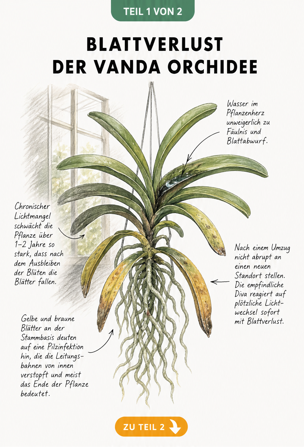 Handgezeichnete Vanda Orchidee mit Schadbildern wie Wasser im Pflanzenherz, gelben Blättern an der Stammbasis und Schatten durch Lichtmangel