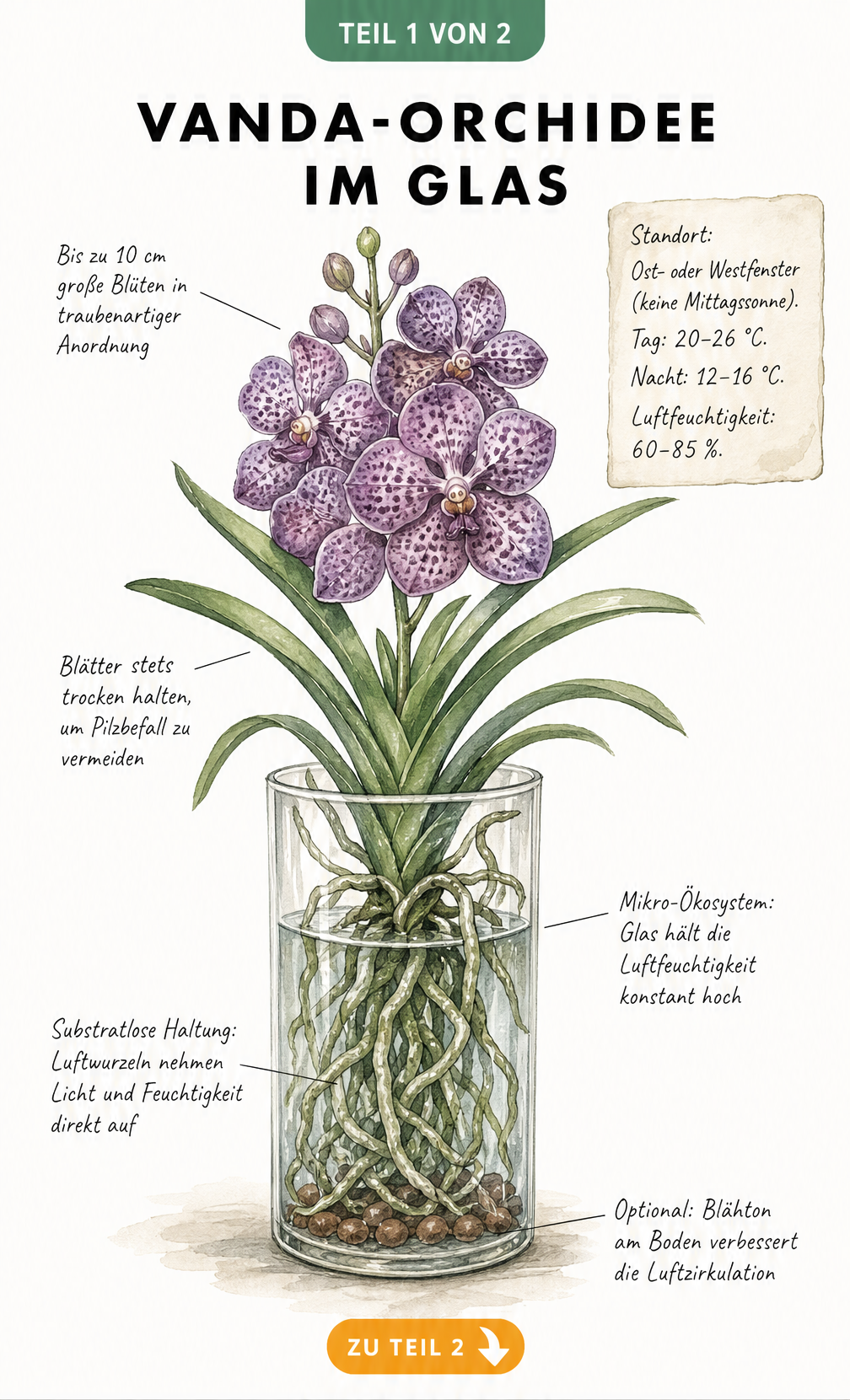 Botanische Illustration einer Vanda-Orchidee im Glas mit Hinweisen zu Blüten, Blättern, Luftwurzeln und Klima
