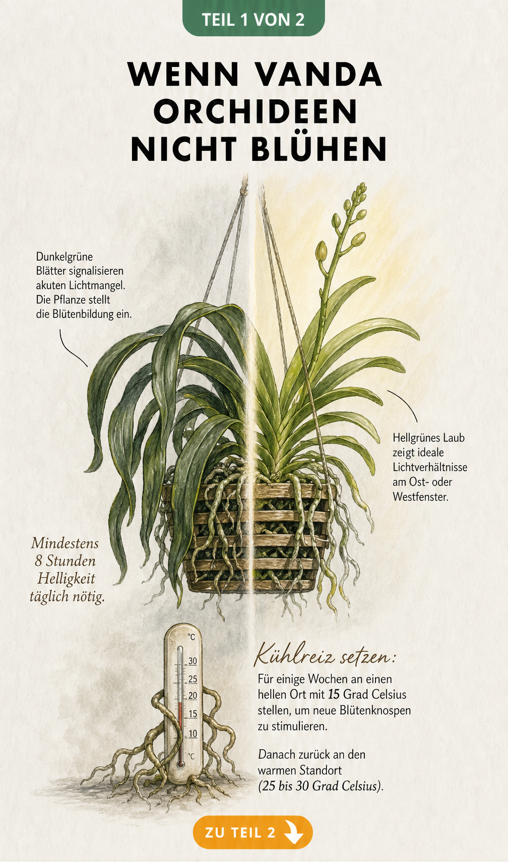 Illustration einer Vanda Orchidee, die den Unterschied zwischen Lichtmangel mit dunkelgrünen Blättern und idealen Lichtverhältnissen mit hellgrünen Blättern...