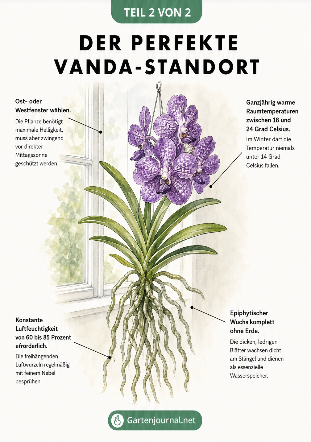 Zeichnung einer blühenden Vanda-Orchidee am Fenster mit Hinweisen zu Licht, Temperatur und Luftfeuchtigkeit