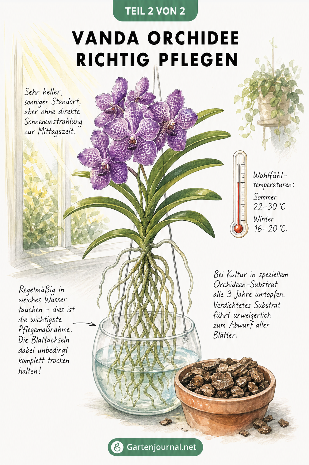 Gesunde, blühende Vanda Orchidee mit Hinweisen zu idealem Standort, Temperatur, Tauchen in weiches Wasser und Umtopfen