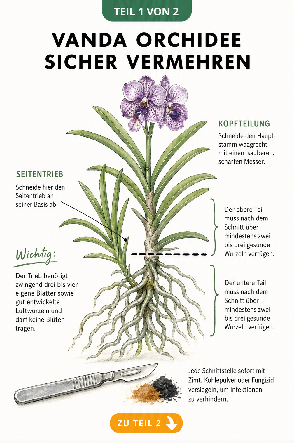 Botanische Illustration einer Vanda Orchidee mit Markierungen für die Vermehrung durch Seitentriebe und Kopfteilung