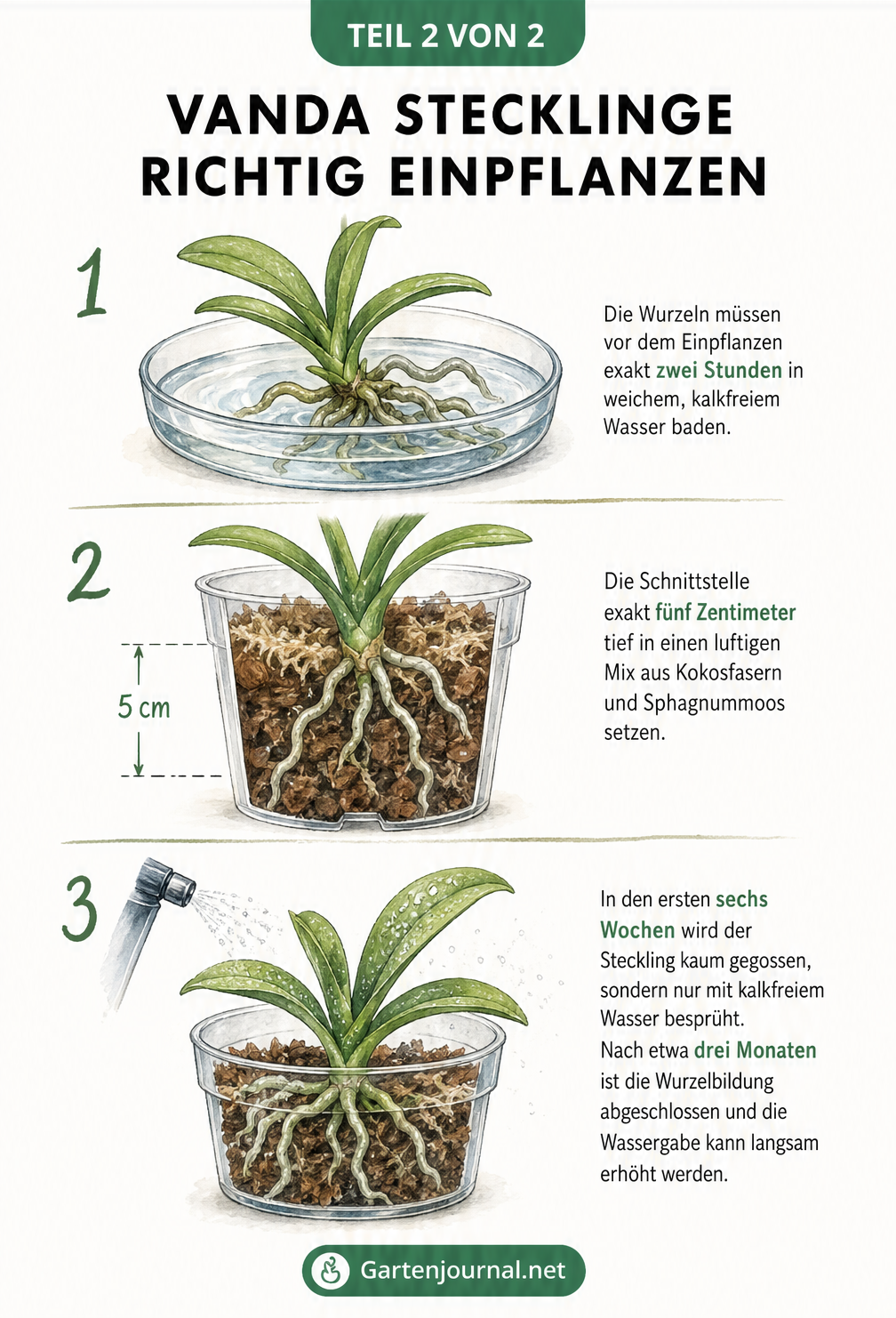 Illustration der drei Schritte zum Einpflanzen eines Vanda-Stecklings: Wasserbad, Einsetzen in Substrat und Besprühen
