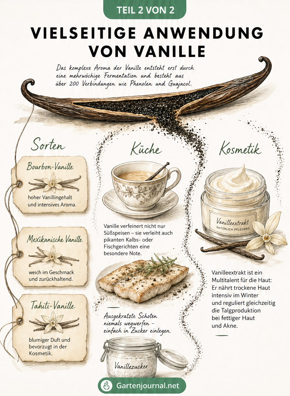 Illustration einer Vanilleschote mit Anwendungsbereichen in Küche, Kosmetik und Sortenunterschieden