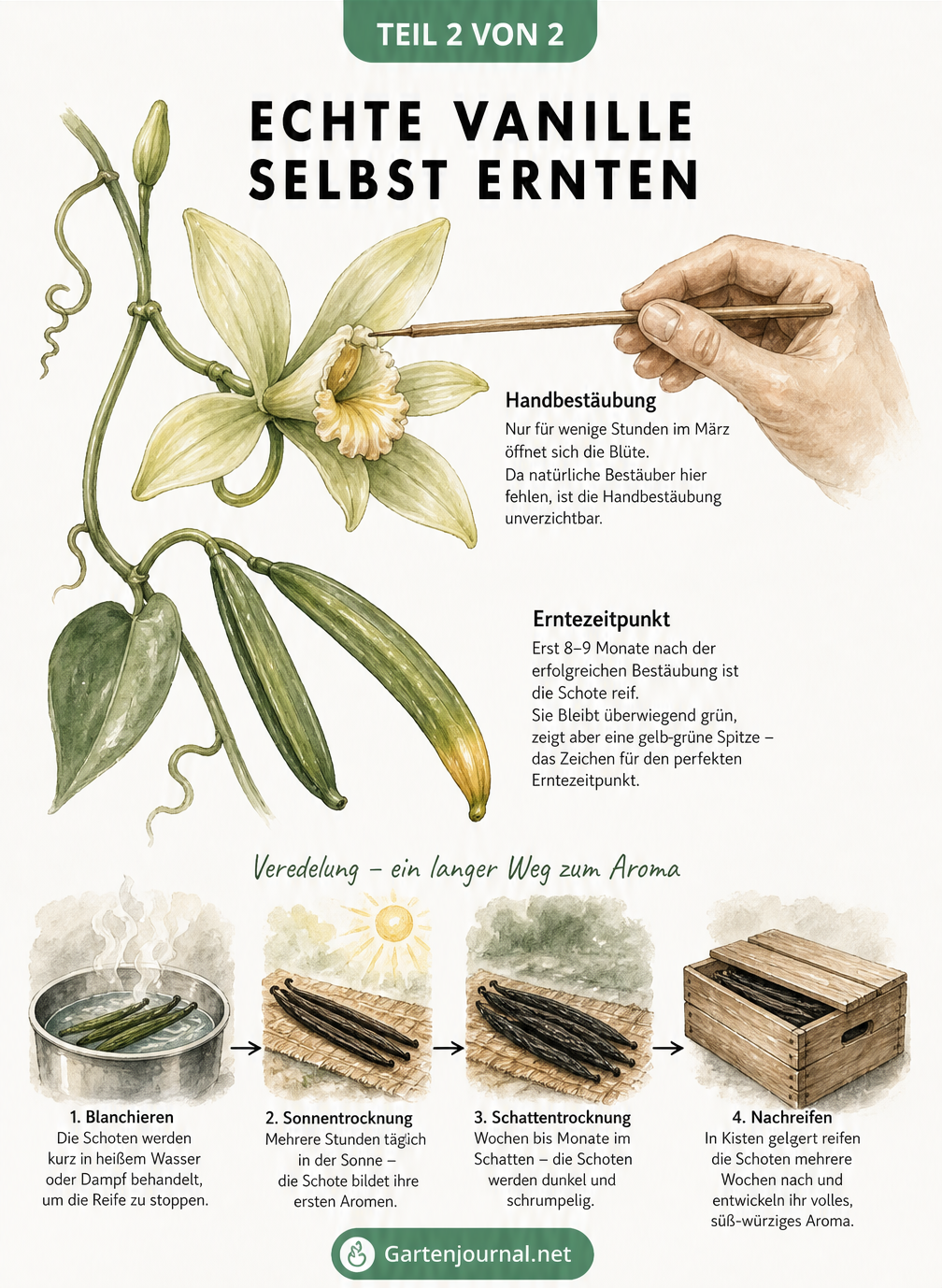 Storyboard-Illustration der Vanilleernte: von der Handbestäubung der Blüte über die reife Schote bis zur Trocknung und Fermentation