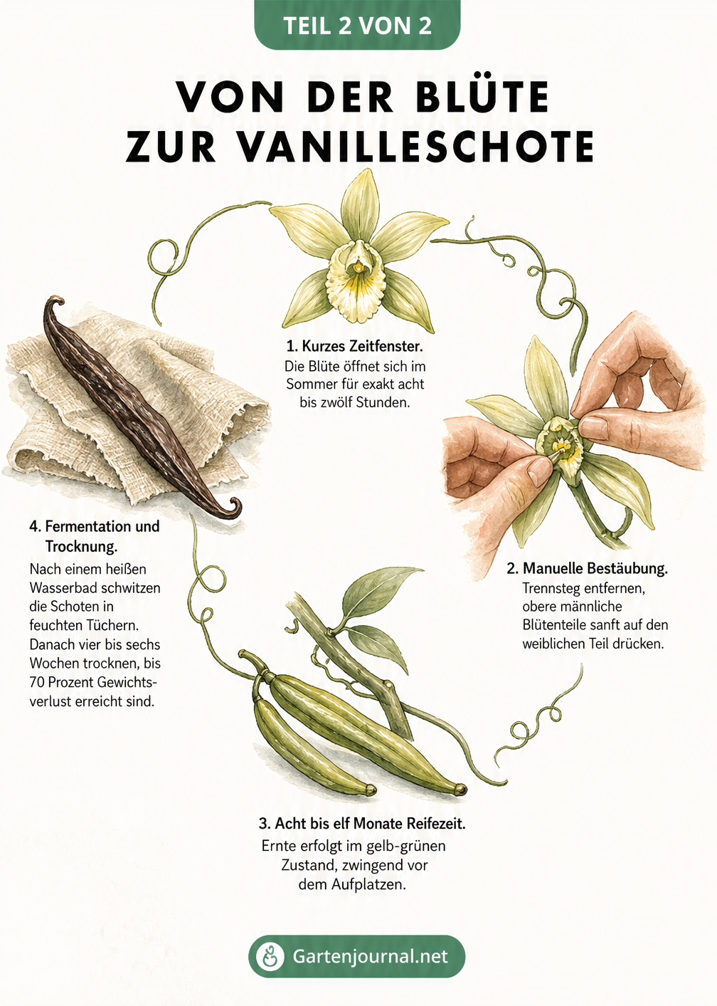 Illustration des Entwicklungszyklus der Vanille: Von der geöffneten Blüte über die manuelle Bestäubung und die grüne Kapselfrucht bis zur getrockneten...