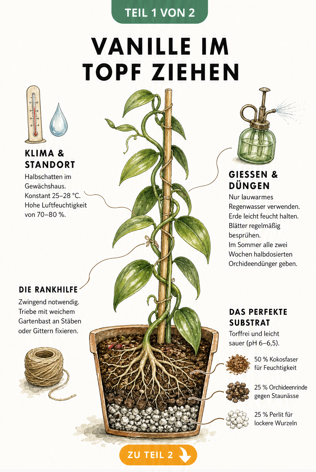 Illustration einer Vanillepflanze im Topf mit Rankhilfe, Wurzelquerschnitt und Hinweisen zu Klima, Gießen und Substrat